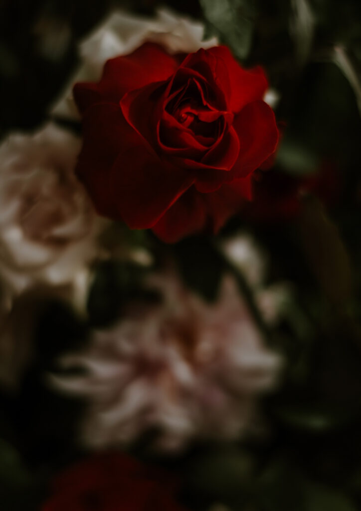 sacred red rose